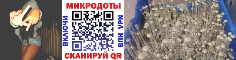 Галлюциногенные грибы Psilocybe  Дно 